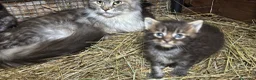 Maine Coon gatti in vendita: Cucciolo maine coon bellissimo  - Annuncio 2