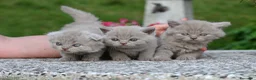 British gatti in vendita: Cuccioli British con pedigree a Provincia di Bergamo - Annuncio 3
