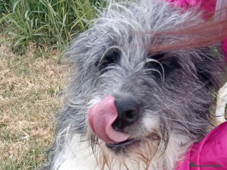 Meticcio cani Jacob giovanissimo derivato bobtail a Provincia di Latina - Annuncio 40