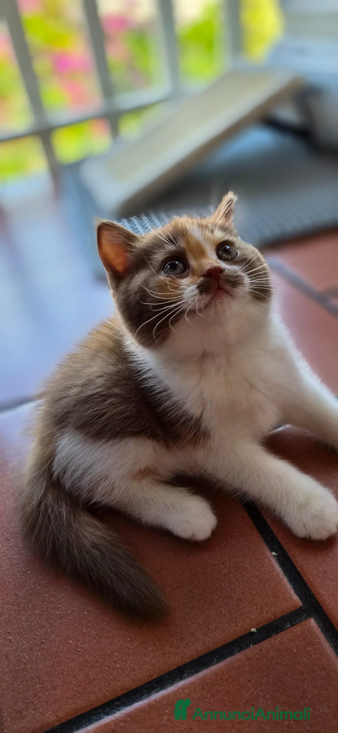 British gatti in vendita: British shorthair  - Annuncio 2