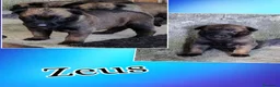 Pastore Belga cani in vendita: Cuccioli Pastore Belga Malinois disponibili a Provincia di Viterbo - Annuncio 6