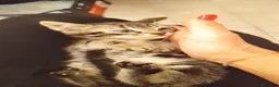 Altre razze gatti in regalo: Due fratellini cercano casa - Annuncio 2