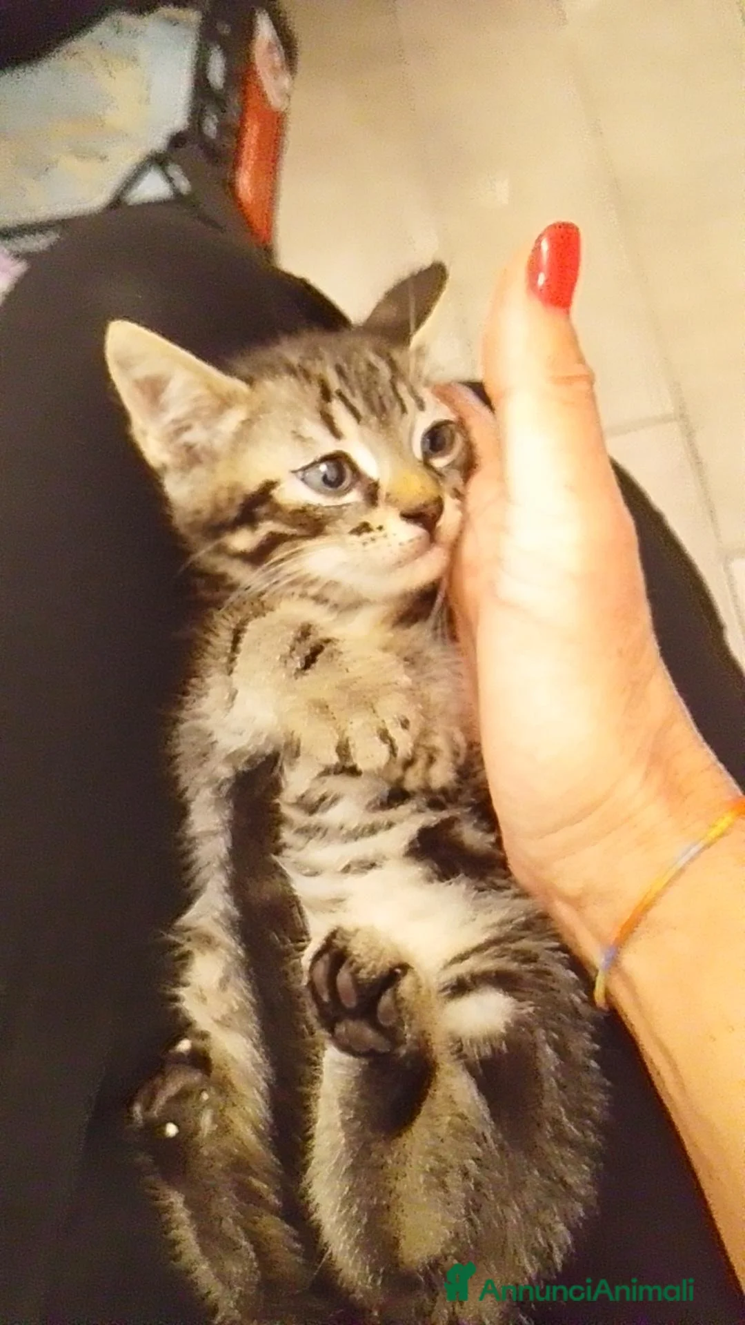 Altre razze gatti in regalo: Due fratellini cercano casa - Annuncio 2
