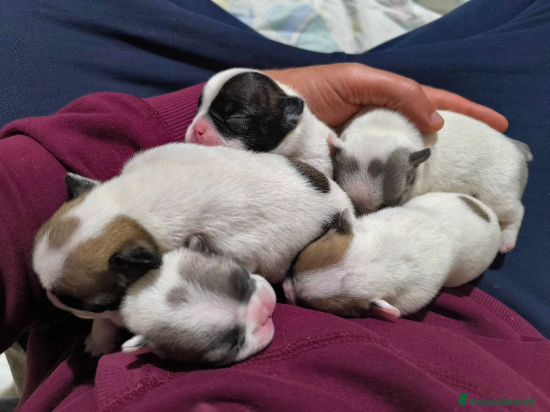 Bulldog Francese cani in vendita: Bulldog francese  - Annuncio 7