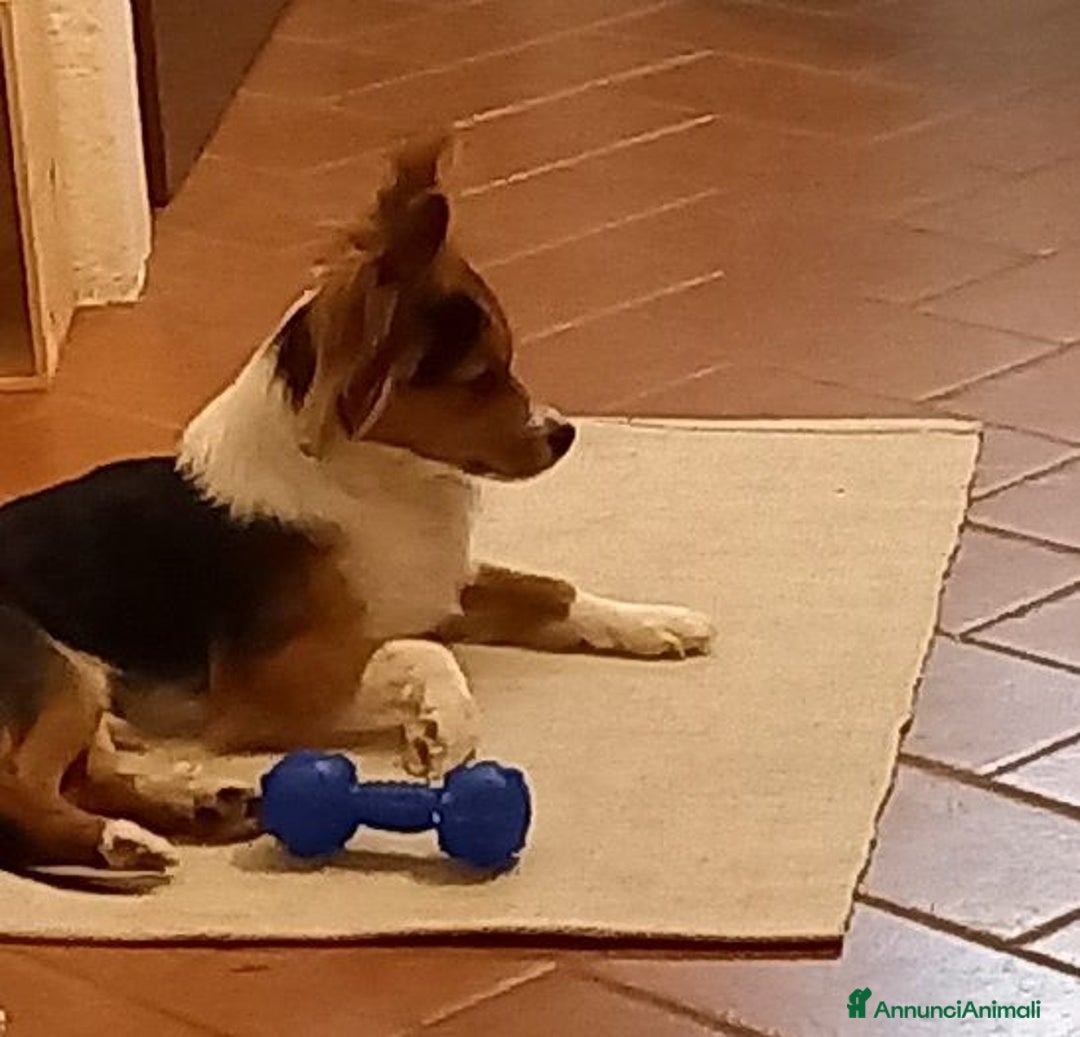 Meticcio cani in regalo: CHARLIE piccoletto in cerca di casa - Annuncio 2
