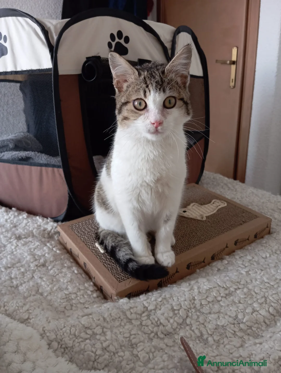 Europeo gatti in regalo: Micino di tre mesi circa casa - Annuncio 3