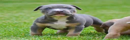 Pitbull cani in vendita: American pitbull terrier ukc  a Città metropolitana di Catania - Annuncio 7