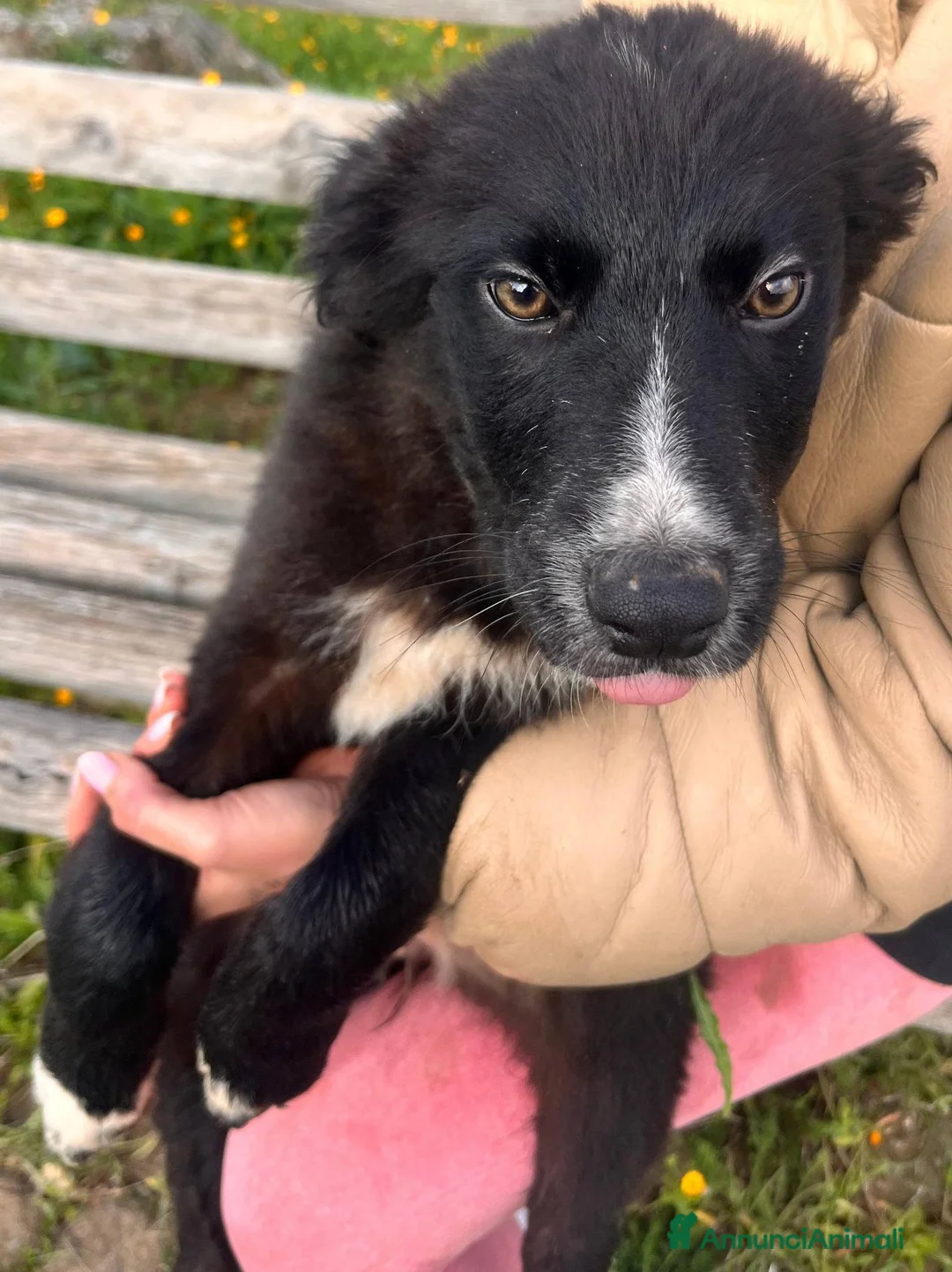 Meticcio cani in regalo: Cuccioli bellissimi e giocherelloni - Annuncio 6