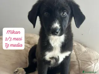Meticcio cani Cuccioli cercano urgentemente adozione - Annuncio 13