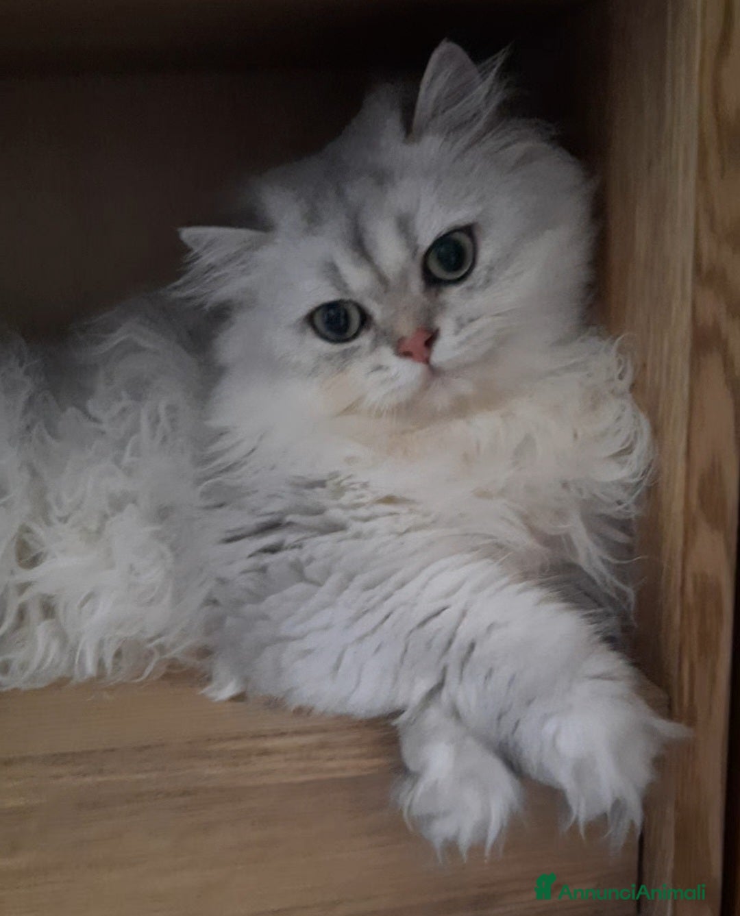 British gatti in vendita: Cucciolo British longhair con pedigree.  - Annuncio 4