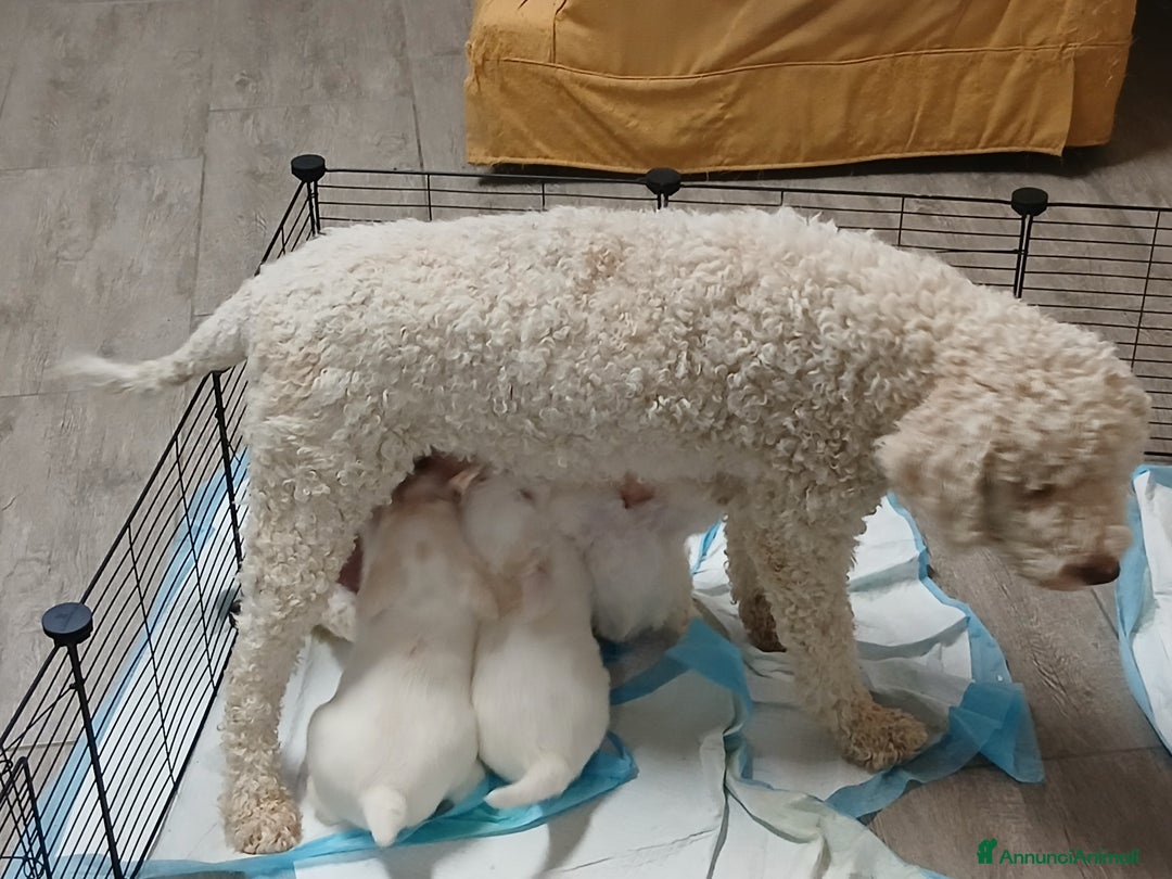 Meticcio cani in vendita: Cuccioli disponibili  - Annuncio 4