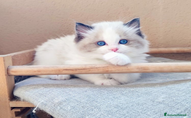 Ragdoll gatti a Città metropolitana di Milano - Annuncio 1