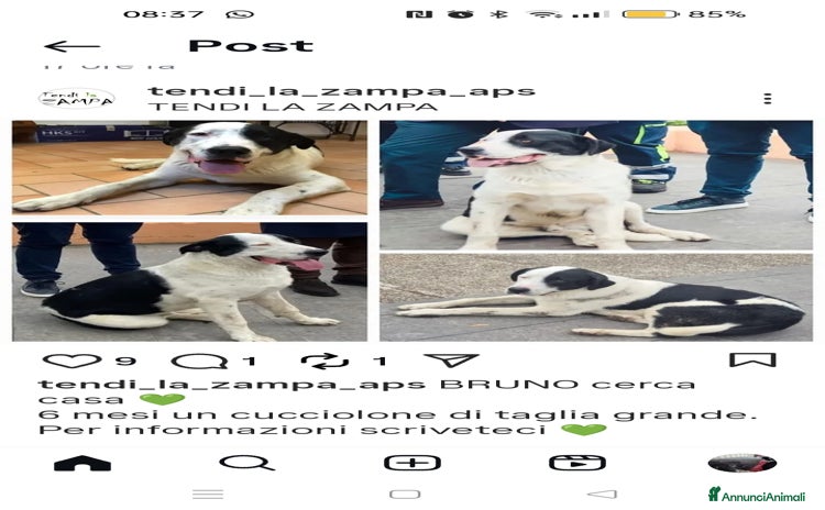 Altre razze cani - Annuncio 2