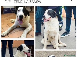 Altre razze cani Bruno, super cucciolone dolcissimo cerca casa - Annuncio 30