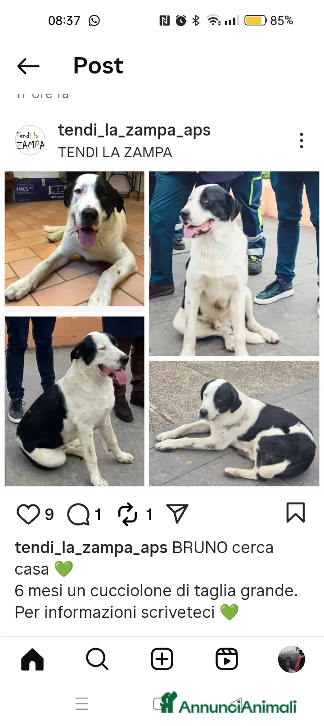 Altre razze cani in regalo: Bruno, super cucciolone dolcissimo cerca casa  - Annuncio 1