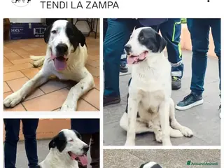 Altre razze cani Bruno, super cucciolone dolcissimo cerca casa - Annuncio 6