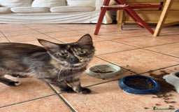 Maine Coon gatti in vendita: Cuccioli Maine Coon a Provincia di Brescia - Immagine 10