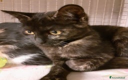 Altre razze gatti in regalo: GATTINI AMOREVOLI  a Città metropolitana di Milano - Immagine 4