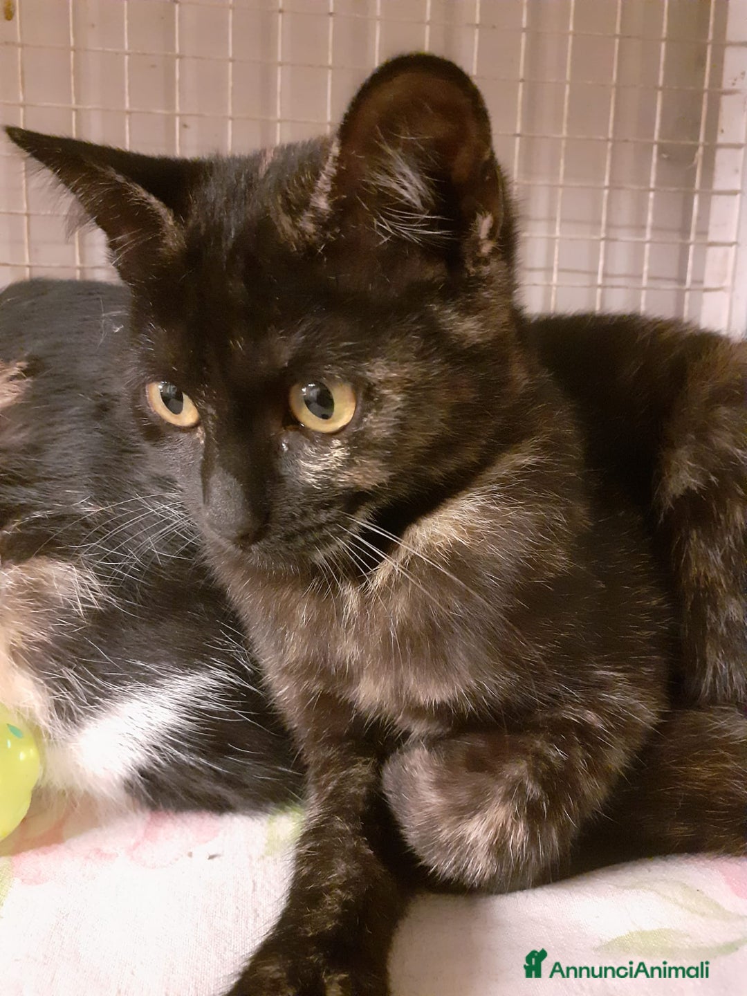 Altre razze gatti in regalo: GATTINI AMOREVOLI  a Città metropolitana di Milano - Immagine 4