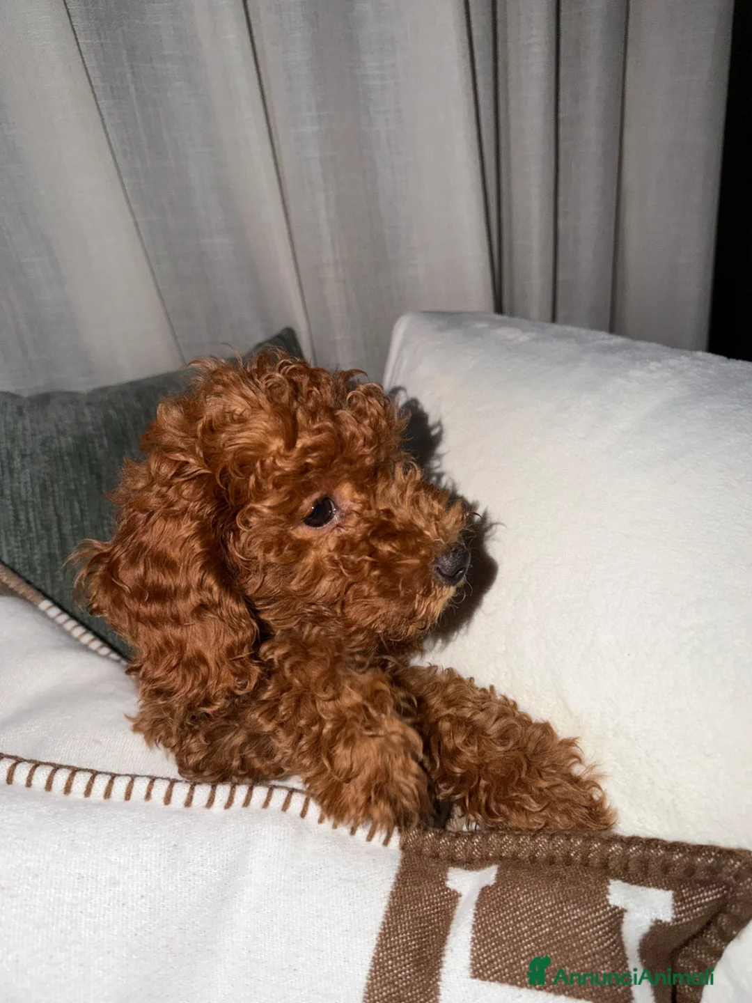 Barboncino Toy cani in vendita: Barboncina toy  - Annuncio 6