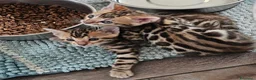 Bengala gatti in vendita: Splendidi cuccioli di bengala - Annuncio 2