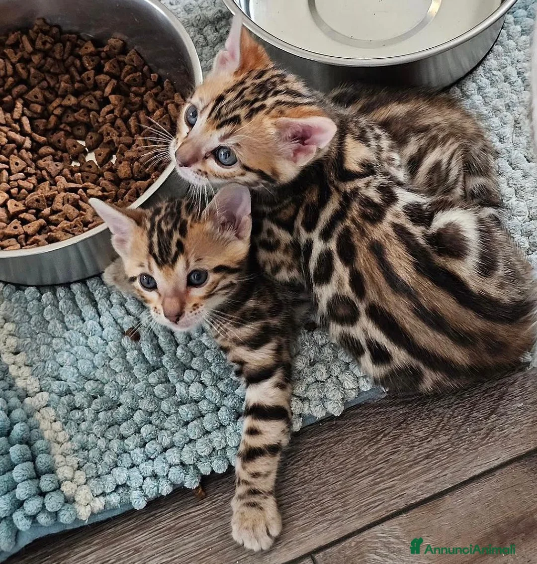 Bengala gatti in vendita: Splendidi cuccioli di bengala - Annuncio 2