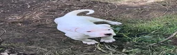 Dogo Argentino cani in vendita: Cucciola dogo argentino  - Annuncio 5