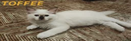 Ragdoll gatti in vendita: Prenotazione Cuccioli di Razza Ragdoll  - Annuncio 4