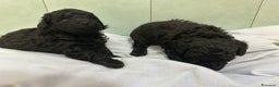 Barboncino cani in vendita: Barboncini neri e bianchi con Pedigree  a Vercelli - Annuncio 8