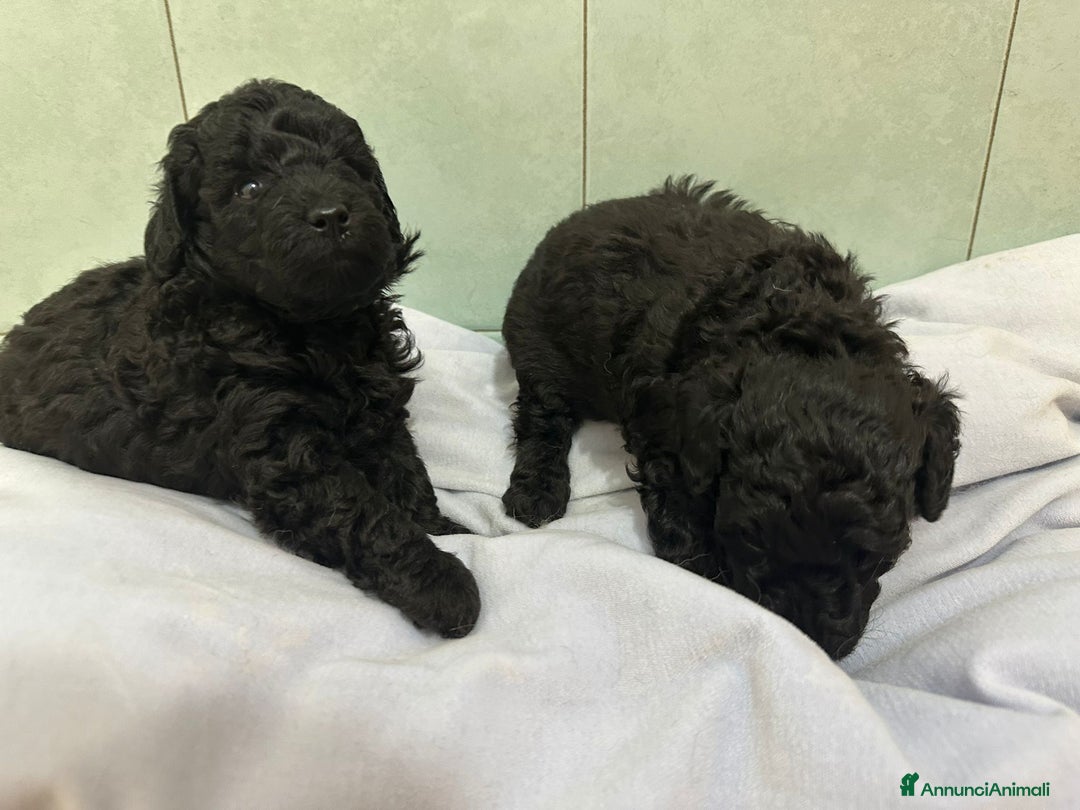 Barboncino cani in vendita: Barboncini neri e bianchi con Pedigree  a Vercelli - Annuncio 8