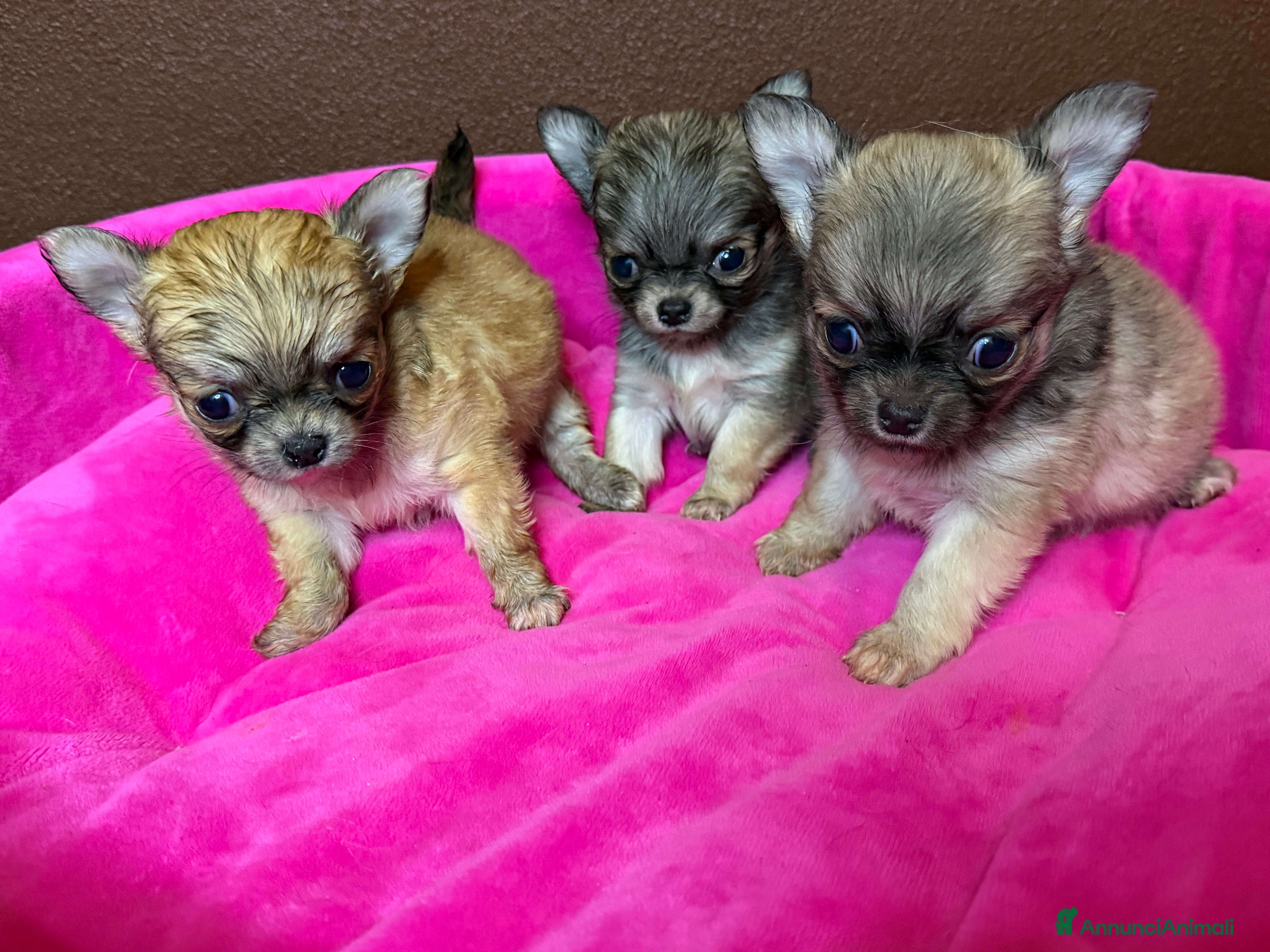 Chihuahua cani Chihuahua - Annuncio 21