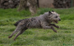 Meticcio cani in regalo: ARAMIS, meticcio furbetto in adozione a Città metropolitana di Milano - Immagine 3