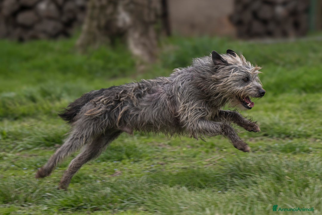 Meticcio cani in regalo: ARAMIS, meticcio furbetto in adozione a Città metropolitana di Milano - Immagine 3