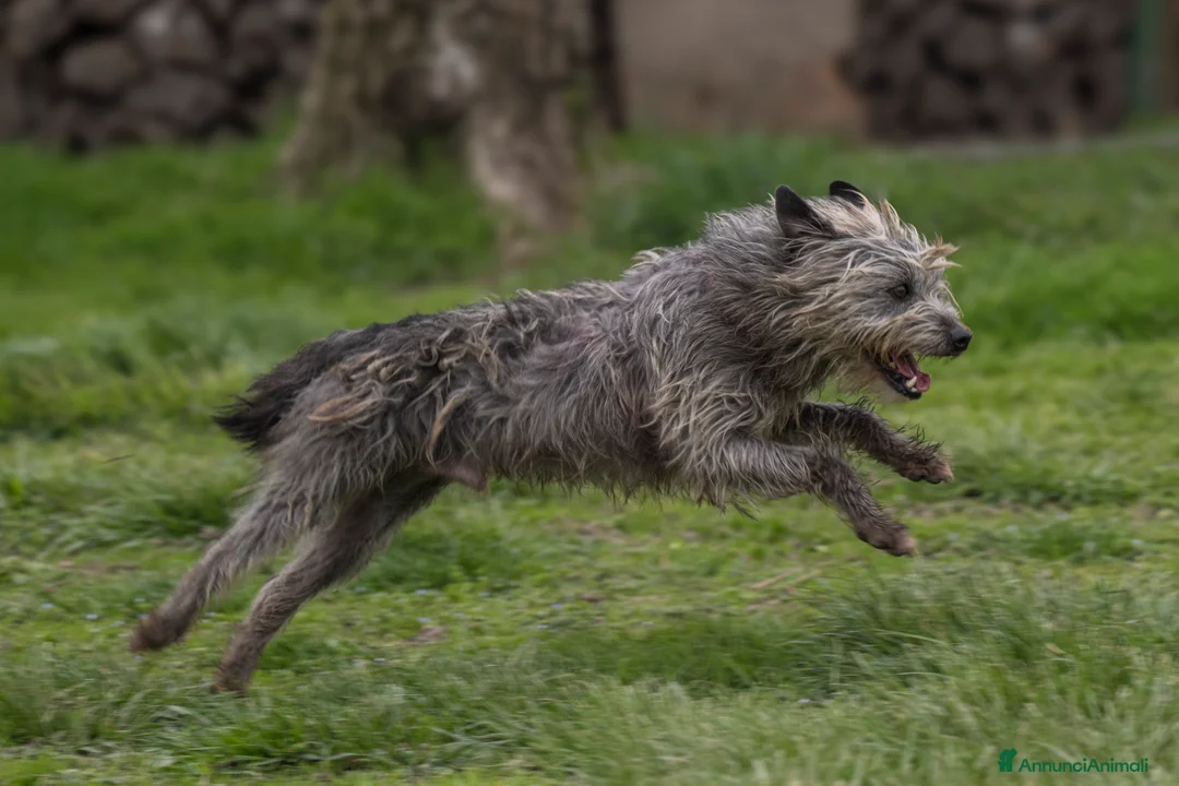 Meticcio cani in regalo: ARAMIS, meticcio furbetto in adozione a Città metropolitana di Milano - Annuncio 3