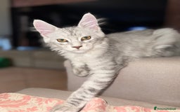 Maine Coon gatti in vendita: Bellissimo gattino Maine coon da subito a Città metropolitana di Roma Capitale - Immagine 2