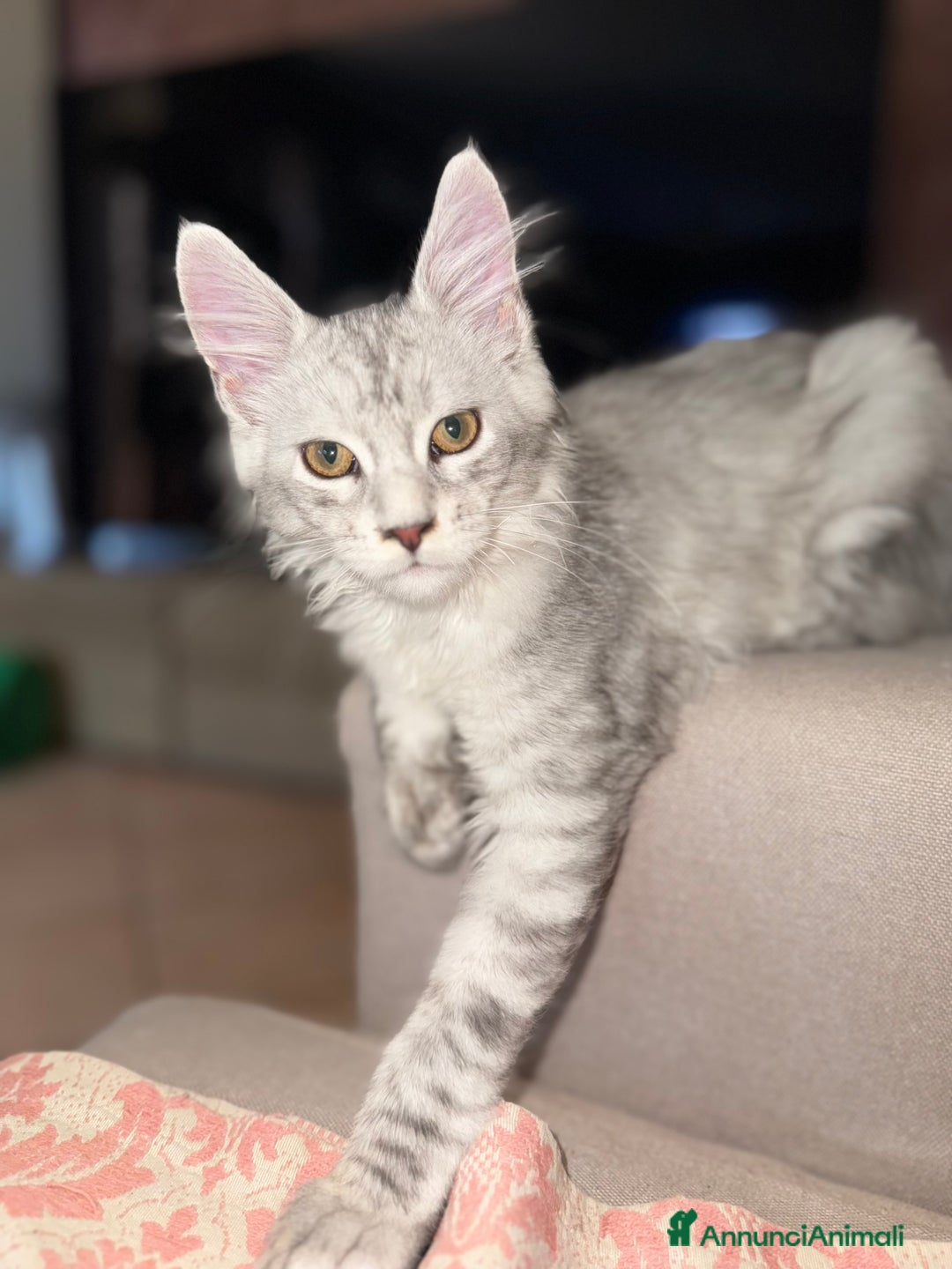 Maine Coon gatti in vendita: Bellissimo gattino Maine coon da subito a Città metropolitana di Roma Capitale - Immagine 2