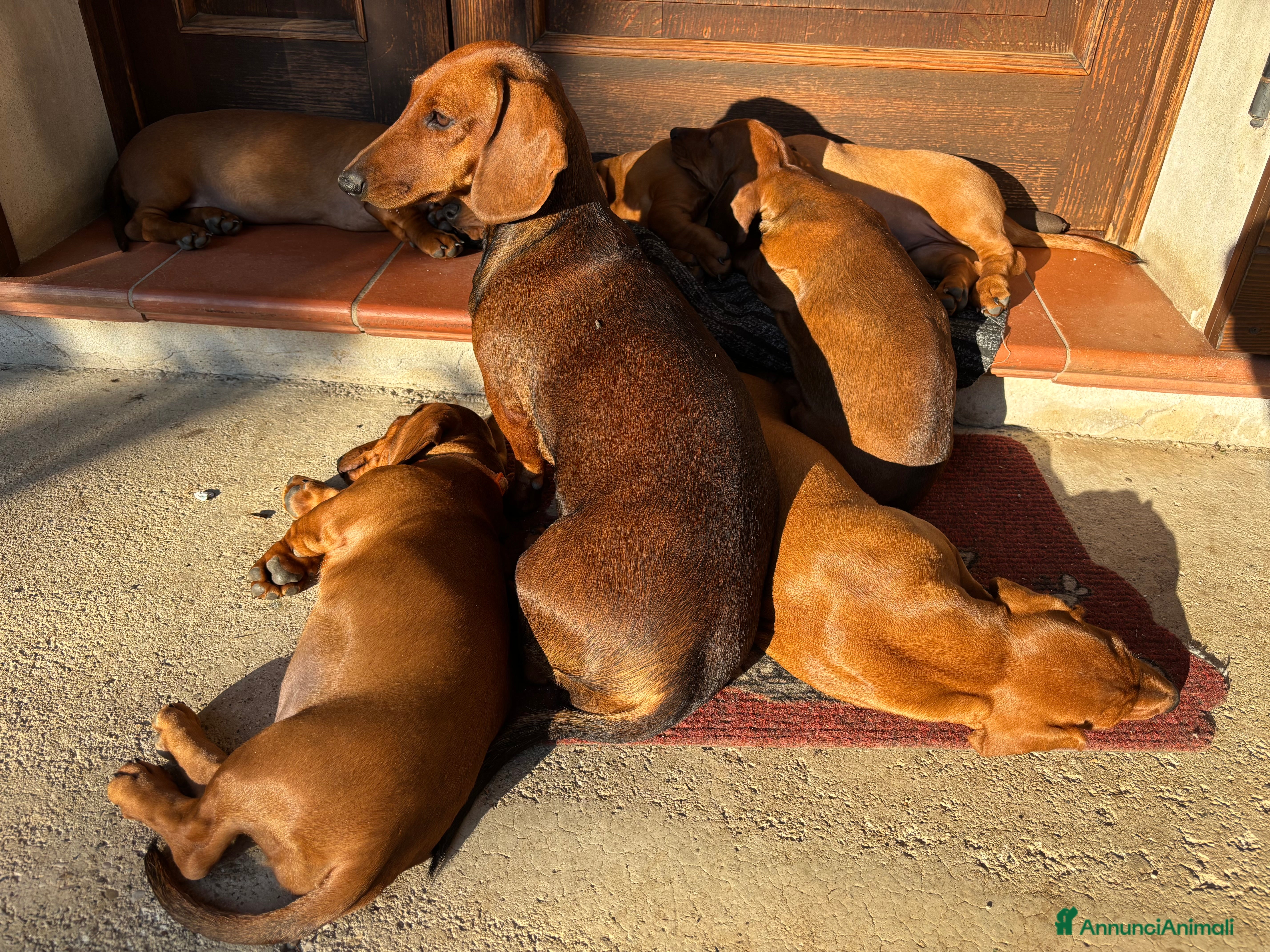 Bassotto cani Cuccioli bassotto tedesco standard pelo corto - Annuncio 1