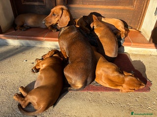 Bassotto cani Cuccioli bassotto tedesco standard pelo corto - Annuncio 1