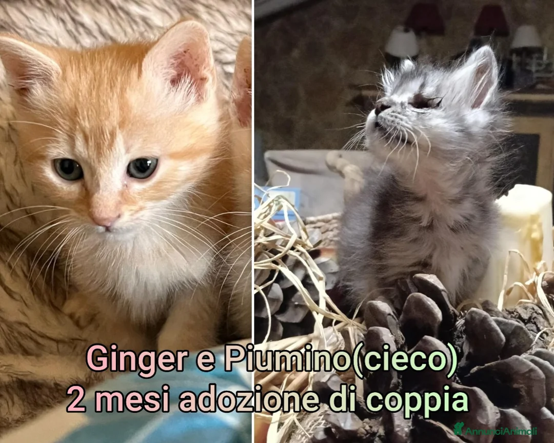 Europeo gatti in regalo: GATTINI ABBANDONATI: EMERGENZA! - Annuncio 1