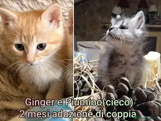 Europeo gatti GATTINI ABBANDONATI: EMERGENZA! - Annuncio 30