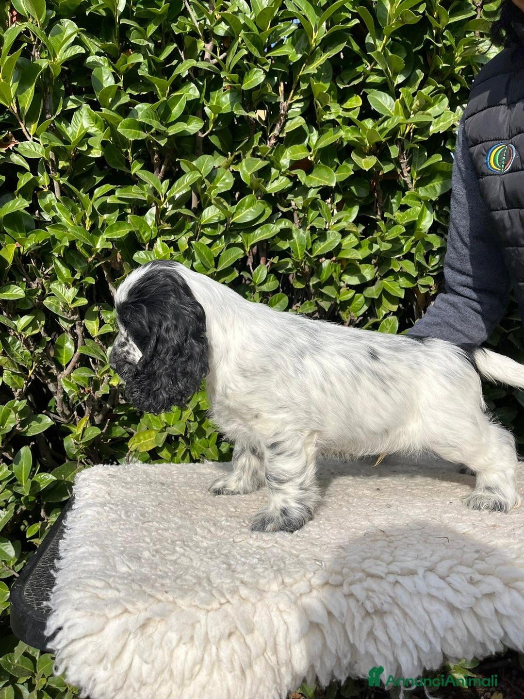 Cocker cani in vendita: Cocker spaniel inglese con pedigree - Annuncio 11