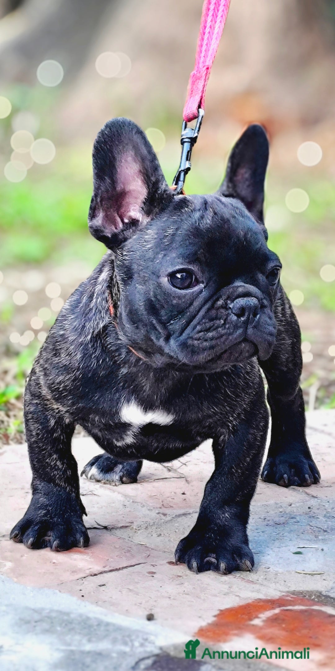 Bulldog Francese cani in vendita: Bulldog francese cuccioli enci a Provincia di Salerno - Annuncio 24