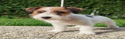 Jack Russell cani in vendita: Jack Russell  - Annuncio 3