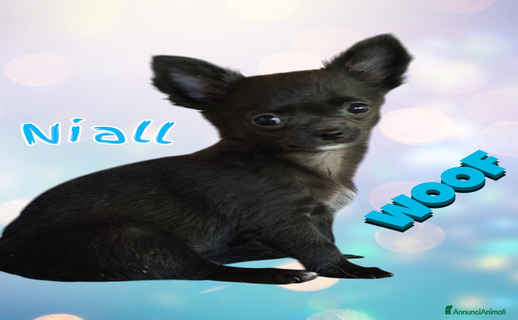 Chihuahua cani a Provincia di Brescia - Annuncio 5