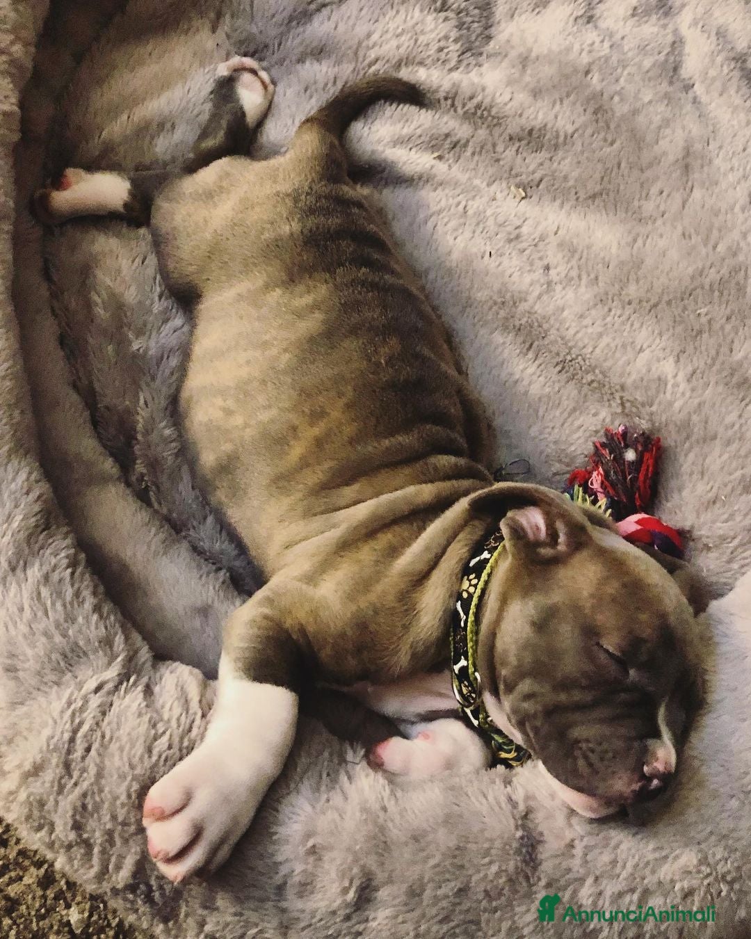 Pitbull cani in vendita: Cucciolo di Pitbull - Annuncio 4