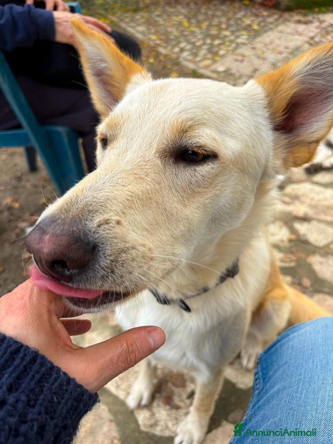 Meticcio cani in regalo: ROMEO 💙 -  vi farà innamorare! Energia pura! - Annuncio 7