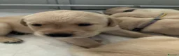 Labrador cani in vendita: Cuccioli labrador maschi con pedigree a Provincia di Vicenza - Annuncio 3