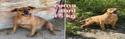 Meticcio cani in regalo: CANI TAGLIA PICCOLA E CONTENUTA  a Provincia di Pistoia - Annuncio 7