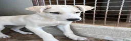 Meticcio cani in regalo: Zelig. Cucciolo simil Labrador  - Annuncio 7