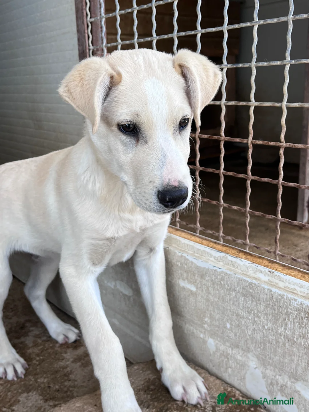Meticcio cani in regalo: Zelig. Cucciolo simil Labrador  - Annuncio 7
